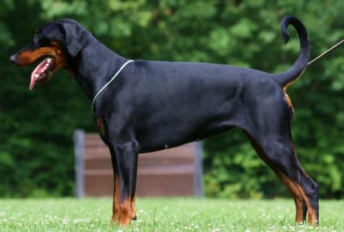 Vilja v. Klingbach | Black Doberman Pinscher