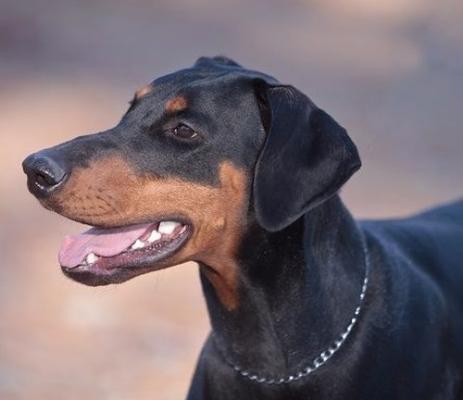 Faith v. Dragonerreich | Black Doberman Pinscher