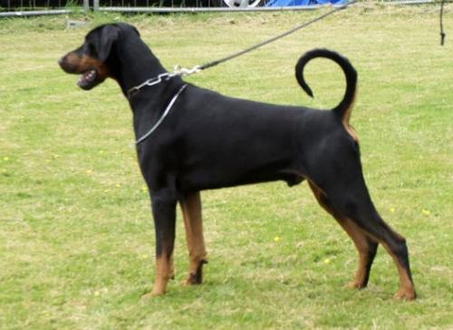 Andor v.d. Schwarzen Garde | Black Doberman Pinscher