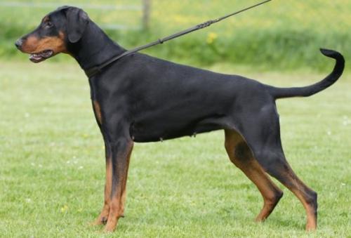 Estella v. Haustenbach | Black Doberman Pinscher