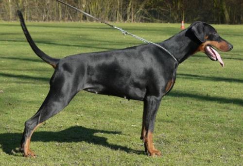 Ela v. Schwarzen Wächter | Black Doberman Pinscher