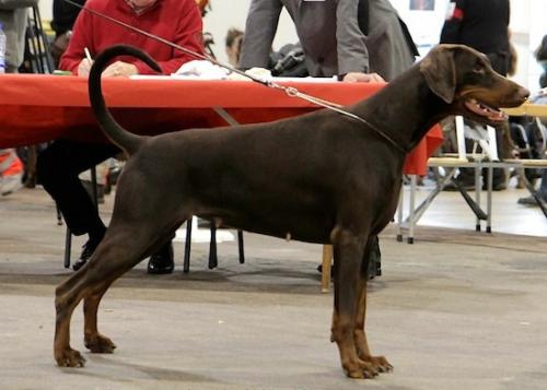 Aurora v. Ambassador | Brown Doberman Pinscher