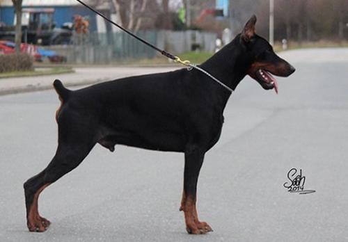 Agonabri v. Kristalldrachen | Black Doberman Pinscher