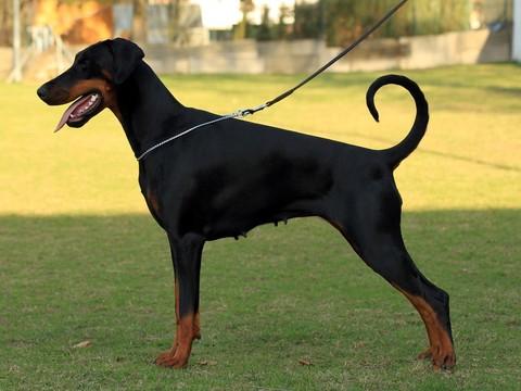 Baja v. Fenris | Black Doberman Pinscher