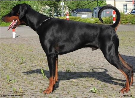 Cosmo v. Fenris | Brown Doberman Pinscher