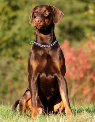 Charlie v.d. Vulkaneifel | Brown Doberman Pinscher