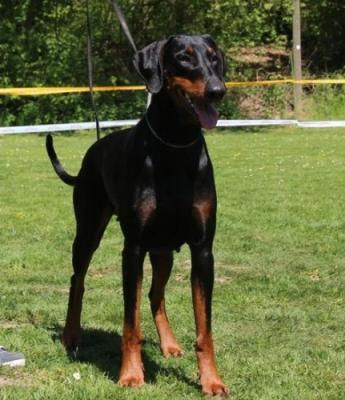 Wesli v.d. Zonser Heide | Black Doberman Pinscher