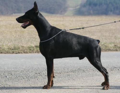 Joram Jupiter Steinhage-Grad | Black Doberman Pinscher