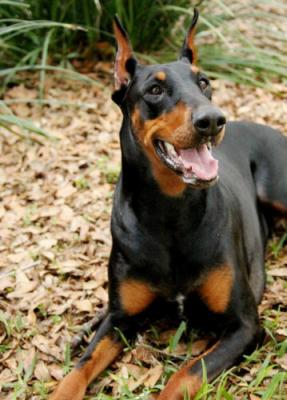 Cabuchon Blu Ava | Black Doberman Pinscher