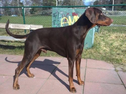 Dobgun's Brage | Brown Doberman Pinscher