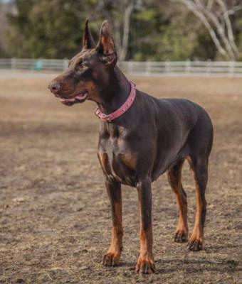 Dobgun's Baronesse | Brown Doberman Pinscher