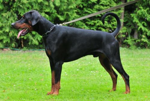 Ferrari Opus Meum | Black Doberman Pinscher