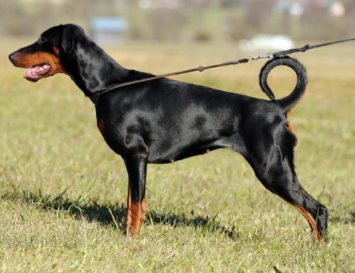 Formula Una Opus Meum | Black Doberman Pinscher