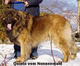 Quinto v. Nonnenwald | Leonberger 