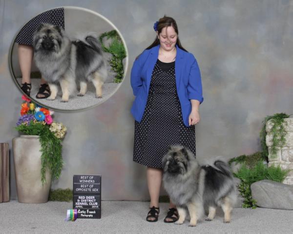 Beaukees Holly Berry | Keeshond 