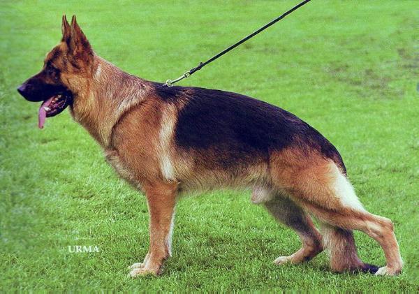 Lasso vom Neuen Berg | German Shepherd Dog 