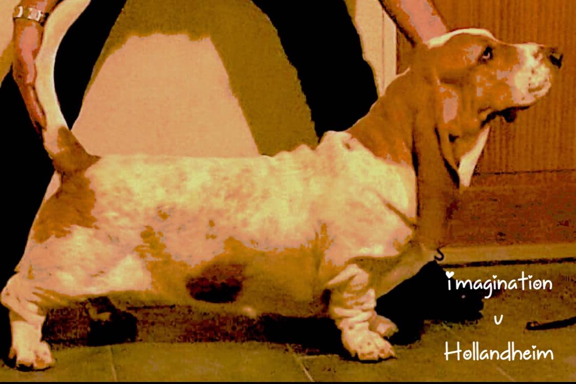 Imagination van Hollandheim | Basset Hound 