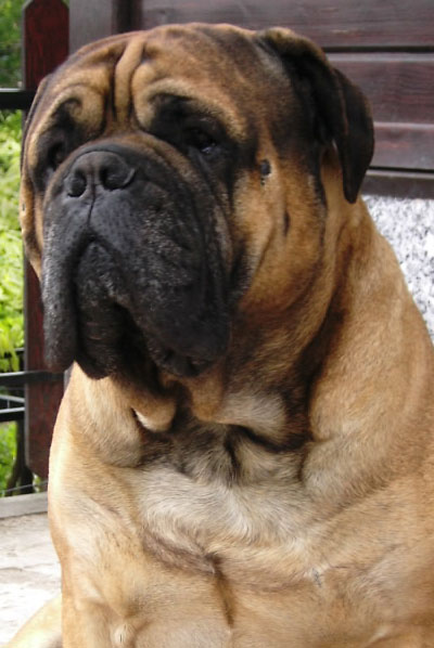 Grand Canis VINSTON BULLMAS | Bullmastiff 