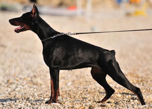 Nestea Nesi Iblis | Black Doberman Pinscher