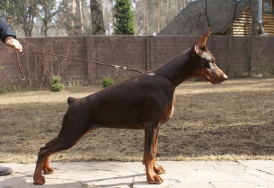 Pride of Russia Shelma | Brown Doberman Pinscher