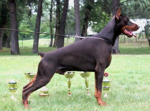 Pride of Russia Luchezar | Brown Doberman Pinscher