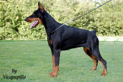 Ladyreve del Fiorsilva | Black Doberman Pinscher