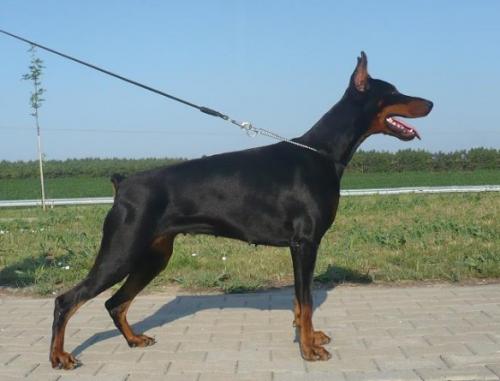 Fiwa v. Walley | Black Doberman Pinscher