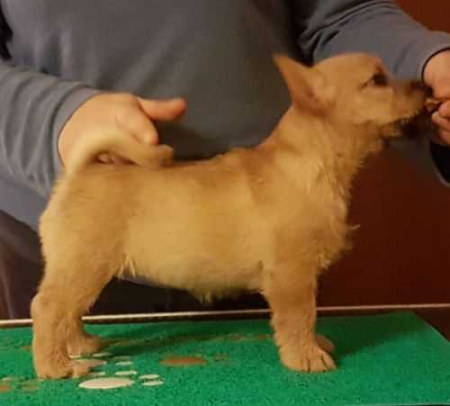 Nixline Touch of Rose | Norwich Terrier 