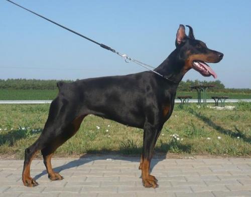 Fedone v. Walley | Black Doberman Pinscher