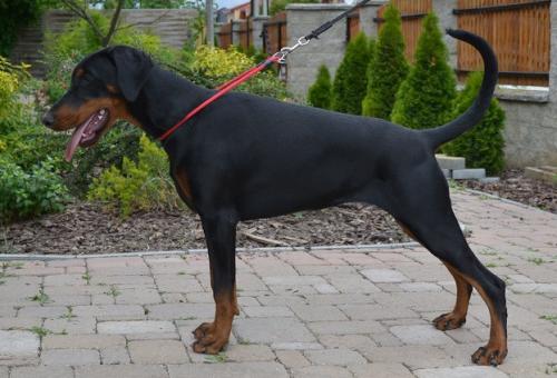 Liza v. Walley | Black Doberman Pinscher