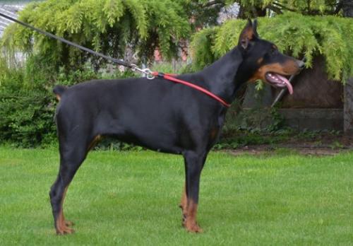 Lindsey v. Walley | Black Doberman Pinscher