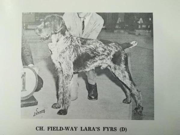 FIELD-WAY LARA'S FYRS | German Wirehaired Pointer 