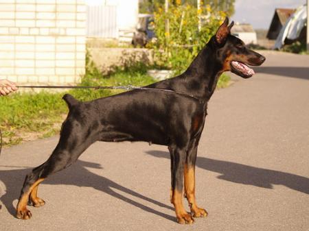 Sant Kreal Axioma | Black Doberman Pinscher