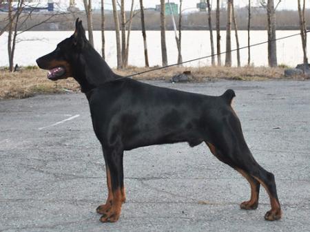 Sant Kreal Aston Martin | Black Doberman Pinscher