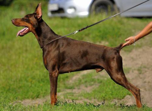 Sant Kreal Zapad | Brown Doberman Pinscher