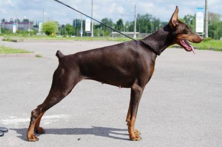 Sant Kreal Zimnyaya Skazka | Brown Doberman Pinscher