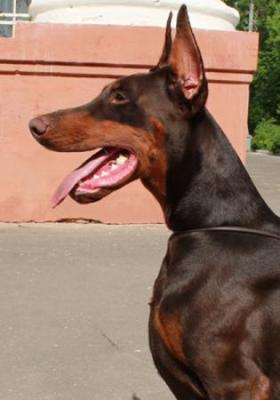 Sant Kreal Zucchero Marrone | Brown Doberman Pinscher