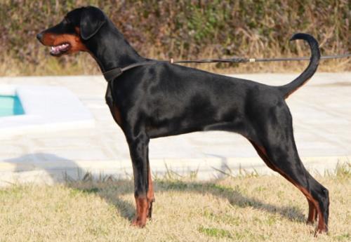 Comtesse Cayenne de Anagaard | Black Doberman Pinscher