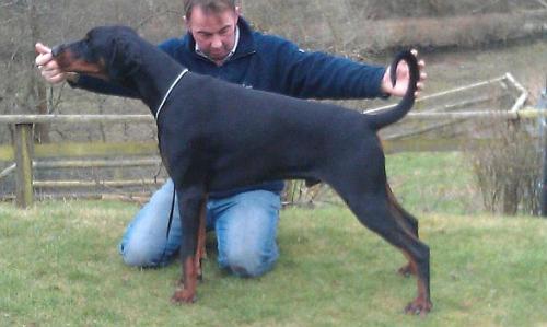 Yacheero's Vando Vandero | Black Doberman Pinscher