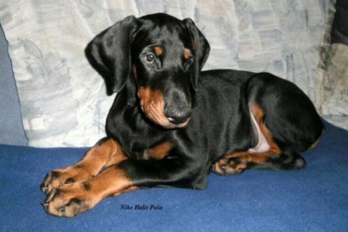 Nike Halit Pasa | Black Doberman Pinscher