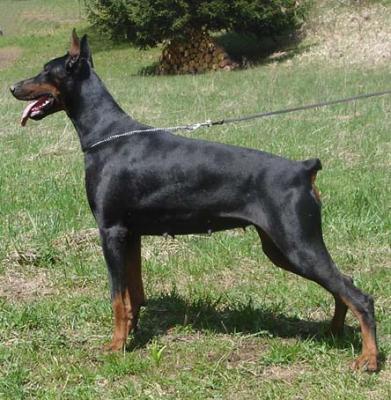 Ajoko v. Kainachtal | Black Doberman Pinscher