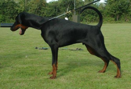 Brown Chief Akeem | Black Doberman Pinscher