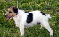 Betty Tanenbruck | Parson Russell Terrier 