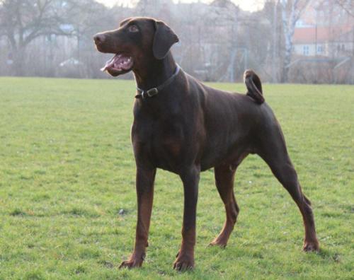 Brown Chief Asko | Brown Doberman Pinscher