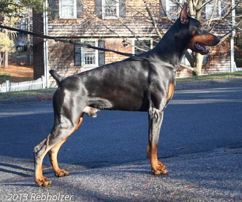 Incredible Fidelis | Black Doberman Pinscher