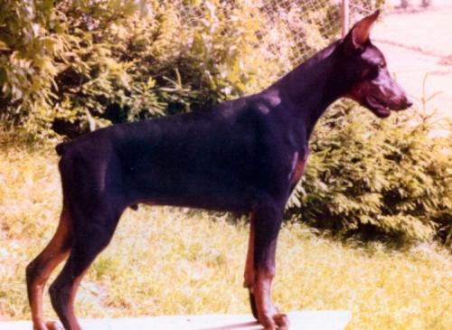 Ambros v. Mahuba | Black Doberman Pinscher