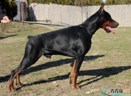 Alessandro Pike di Altobello | Black Doberman Pinscher