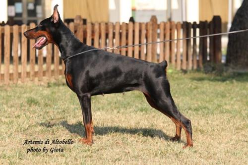 Artemis di Altobello | Black Doberman Pinscher