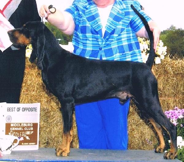 Southchase's Can You Do Magic | Black and Tan Coonhound 