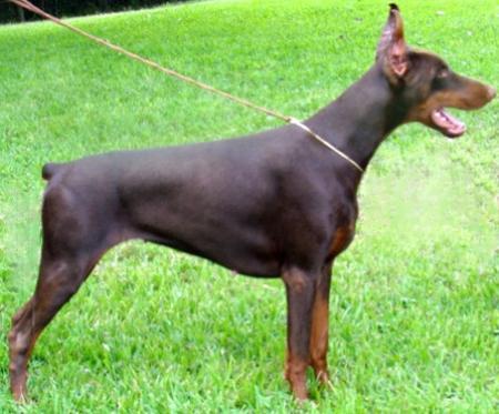 Sant Kreal Athena Altobello | Brown Doberman Pinscher